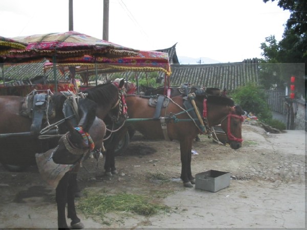 0daliyunnan-018horsetaxi.jpg