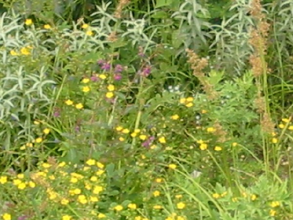 1daliyunnan-009mtnwildflowers.jpg
