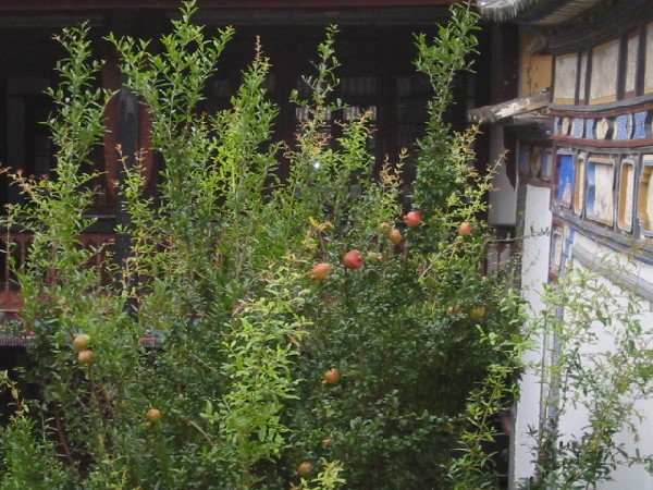 1daliyunnan-080pomegranetsingarden.jpg