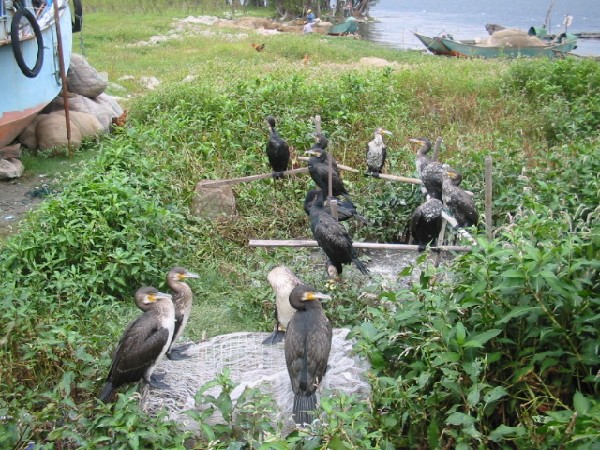 daliyunnan-001cormorantswaiting1.jpg