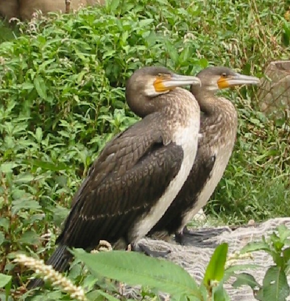 daliyunnan002cormorantswaiting.jpg
