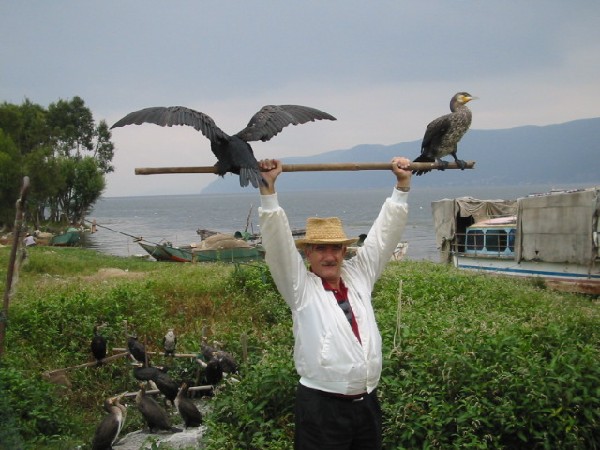 daliyunnan004cormorantsjos2.jpg