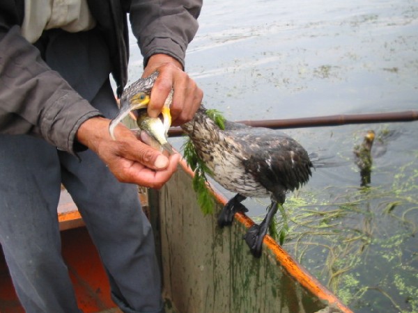 daliyunnan012cormorantgivingfish.jpg