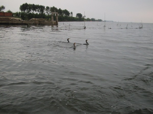 daliyunnan019cormorantsfishing.jpg