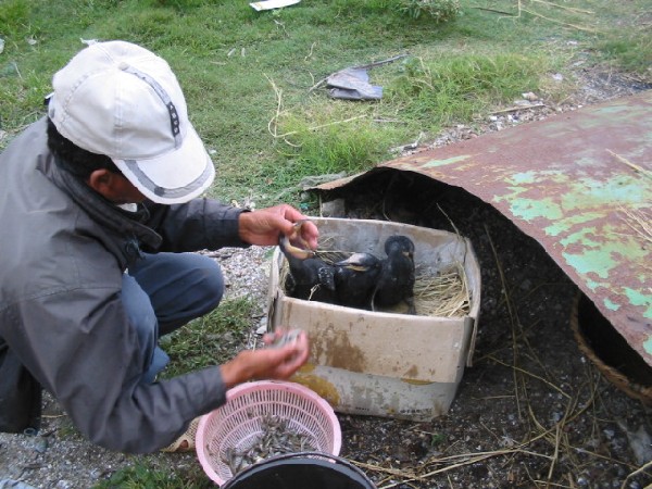 daliyunnan024feedingbabycormorants.jpg