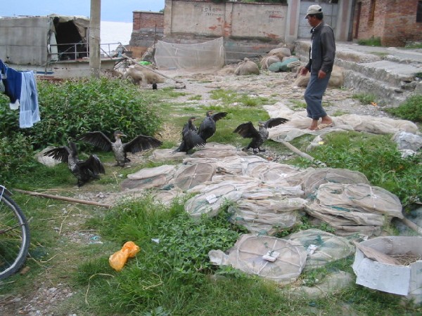 daliyunnan025feedingbabycormorants.jpg