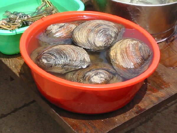 daliyunnan047jinsuohugeclams.jpg