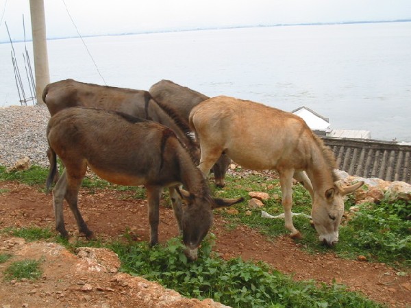 daliyunnan055donkeysonroadtomrzhoushous.jpg