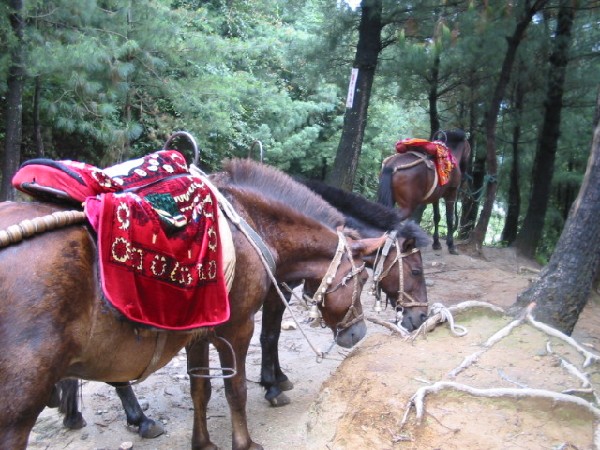 daliyunnan063mongolianponies.jpg