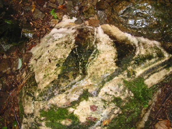 daliyunnan080marbleinthewild.jpg
