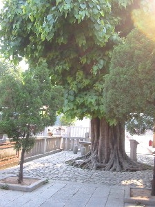 img_0371.jpg